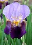 Alcazar iris heirloom bulbs