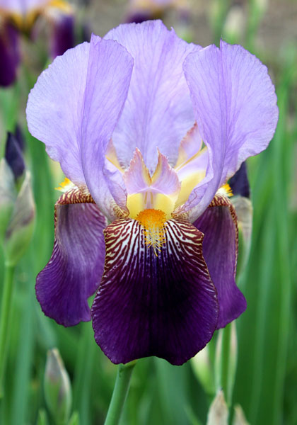 Alcazar iris heirloom bulbs #1