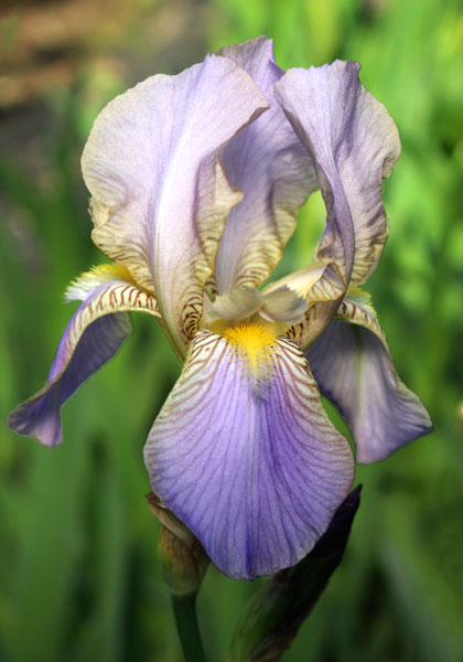 Lavandulacea iris heirloom bulbs #1