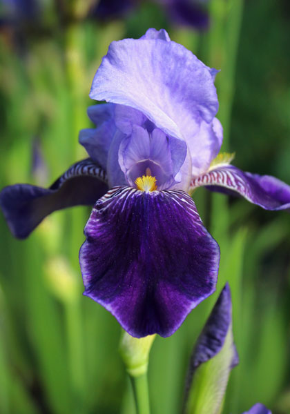 Perfection iris heirloom bulbs #1