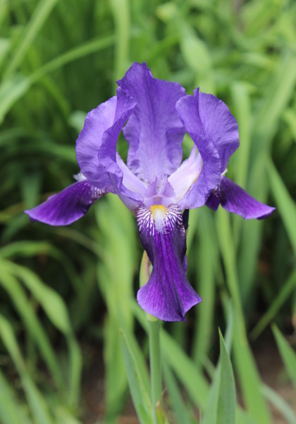 Othello iris heirloom bulbs #1