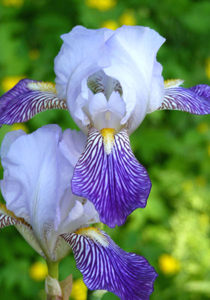 Neglecta iris heirloom bulbs #1