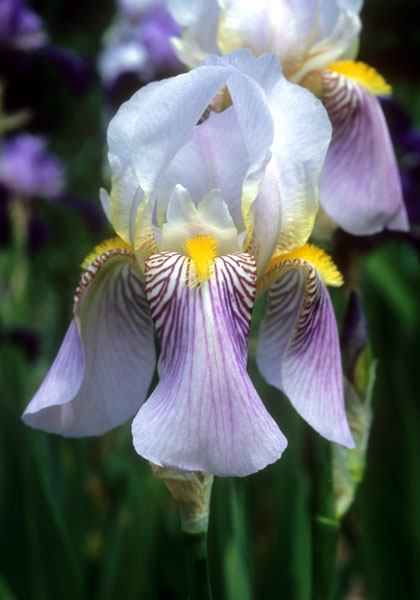 Wyomissing iris heirloom bulbs #1