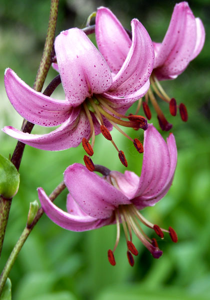 martagon  lily heirloom bulbs #1