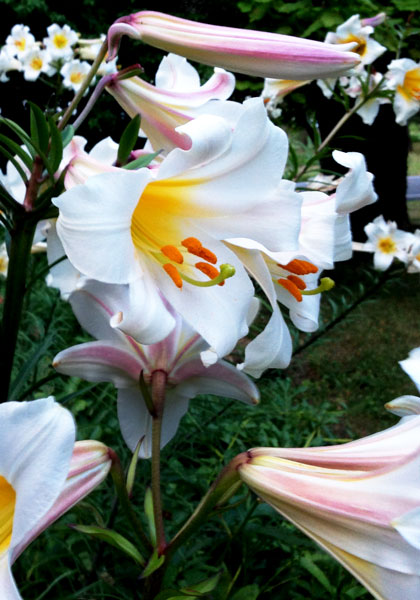regal  lily heirloom bulbs #1