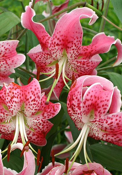 Rubrum  lily heirloom bulbs #1