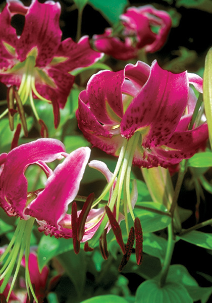 Black Beauty heirloom bulbs #2