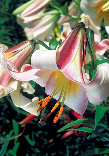 Black Dragon lily heirloom bulbs #1