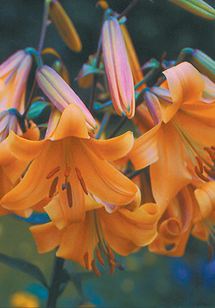 Copper King lily heirloom bulbs #1