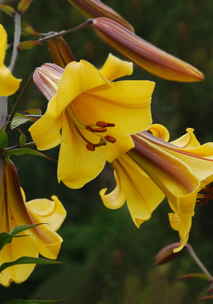 Golden Splendor lily heirloom bulbs #1