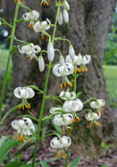 martagon, white lily heirloom bulbs