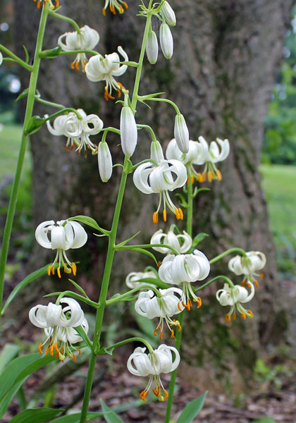 martagon, white lily heirloom bulbs #1