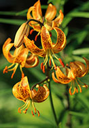 Hanson&rsquo;s  lily heirloom bulbs