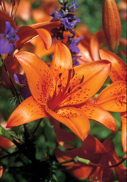Fire King lily heirloom bulbs #1