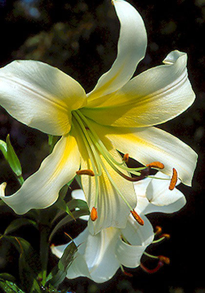 Silver Sunburst lily heirloom bulbs #1