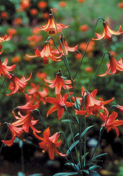 Red Meadow  lily heirloom bulbs #1