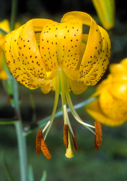 Citronella lily heirloom bulbs #1