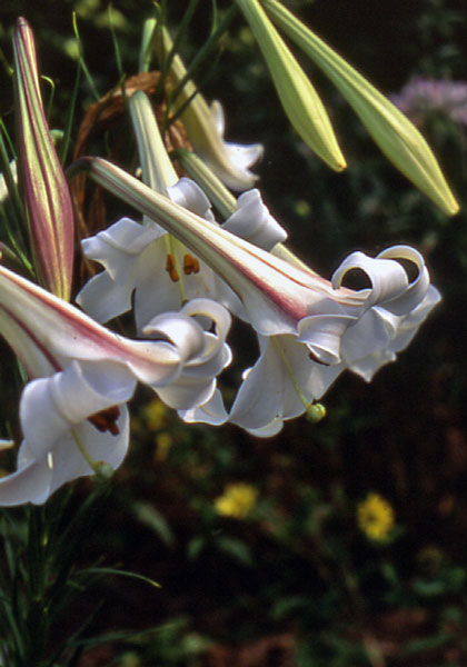 Formosa lily heirloom bulbs #1