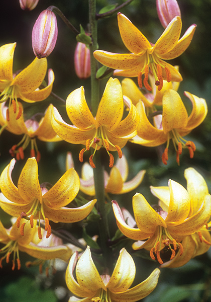 Mrs. Backhouse lily heirloom bulbs #1