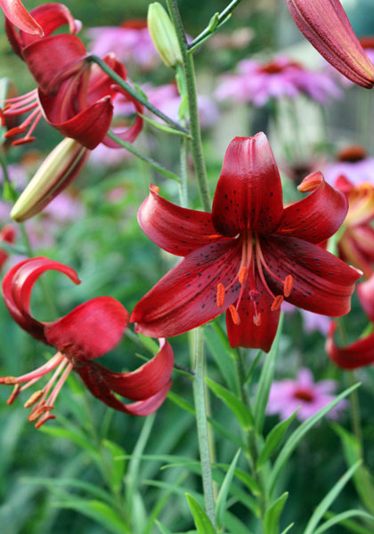 LILIES