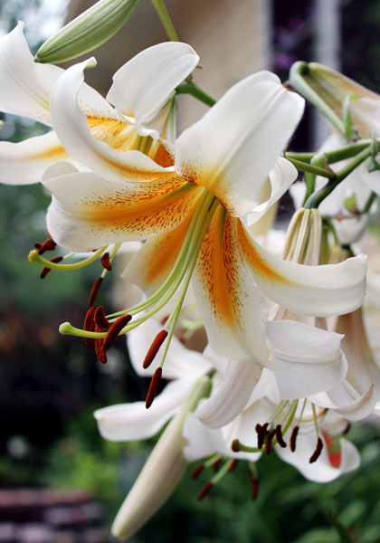 White Henryi lily heirloom bulbs #1