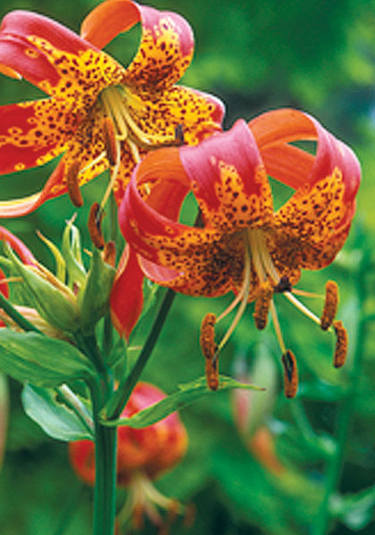 leopard  lily heirloom bulbs #1