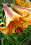 Lily