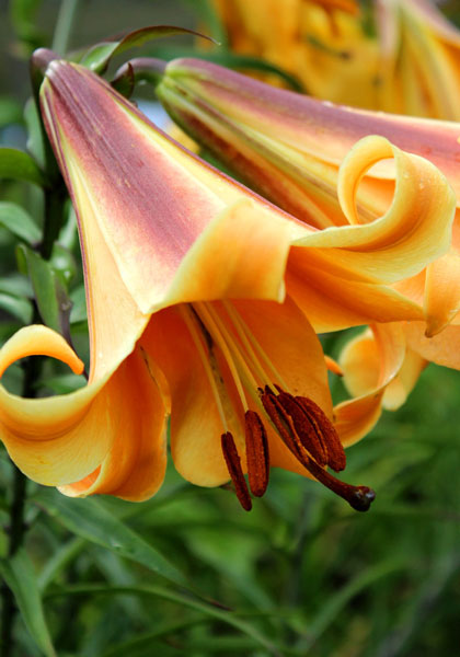LILIES