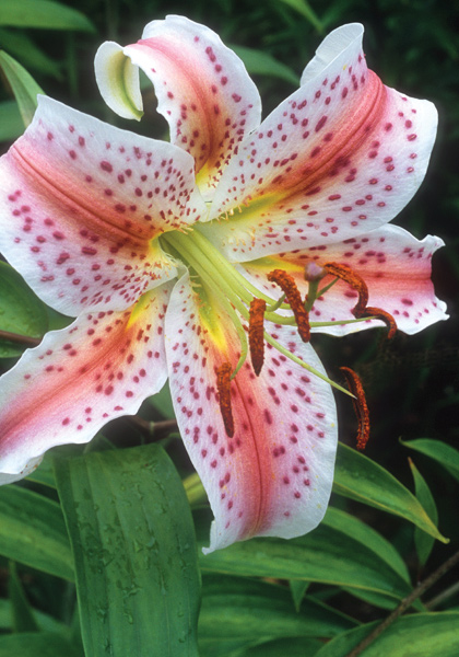 Excelsior lily heirloom bulbs #1