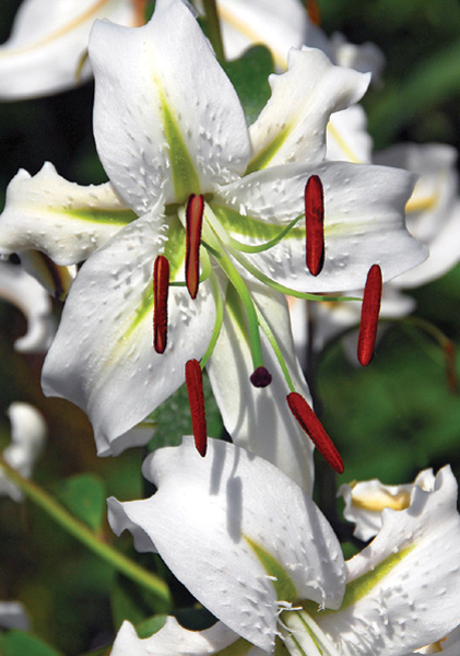 <i>speciosum album</i> lily heirloom bulbs #1