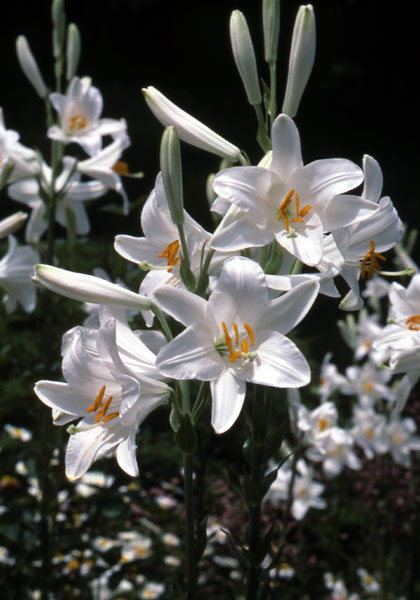 Madonna  lily heirloom bulbs #2