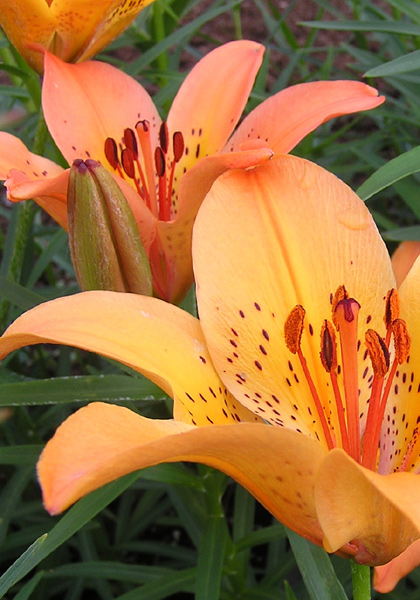 Dahurian  lily heirloom bulbs #1