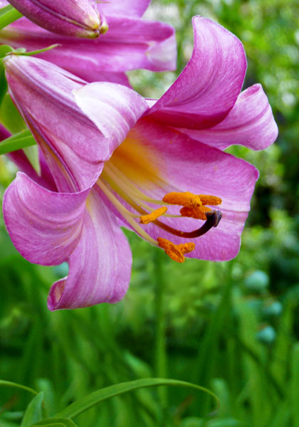 Pink Perfection heirloom bulbs #2