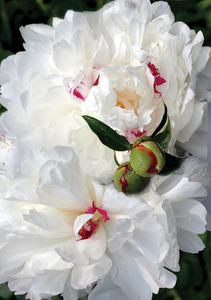 Festiva Maxima peony heirloom bulbs #1