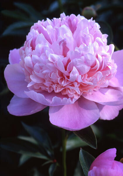 Madame Ducel peony heirloom bulbs #2