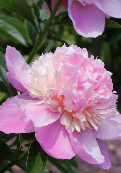 Madame Ducel peony heirloom bulbs #1