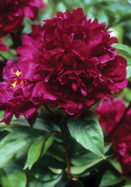 Mons. Martin Cahuzac peony heirloom bulbs #1