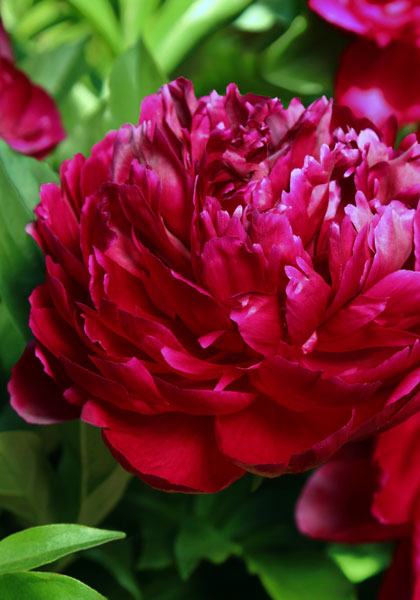 Rubra Plena peony heirloom bulbs #1