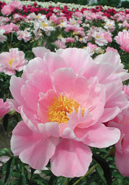 Sea Shell peony heirloom bulbs #1