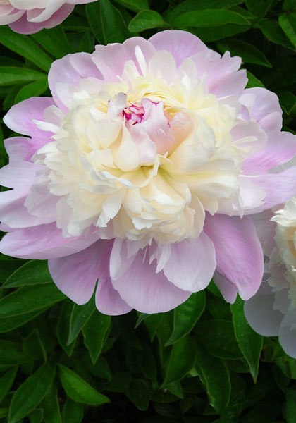 Chestine Gowdy peony heirloom bulbs #1