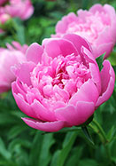 Edulis Superba peony heirloom bulbs