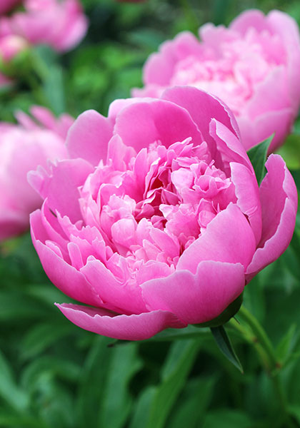 Edulis Superba peony heirloom bulbs #1