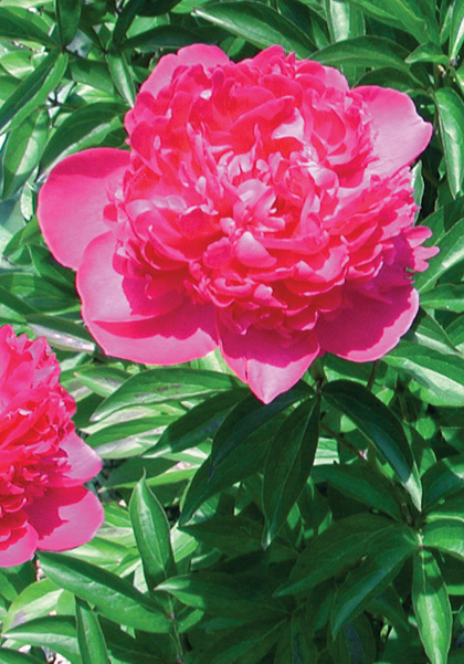 Felix Crousse peony heirloom bulbs #1