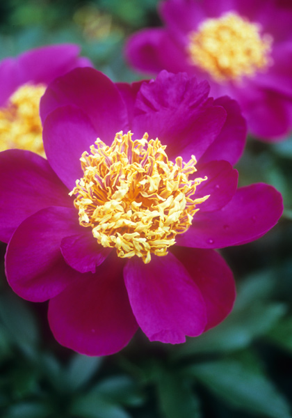 Mikado peony heirloom bulbs #1