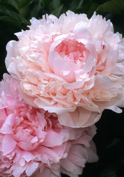 Myrtle Gentry peony heirloom bulbs #1