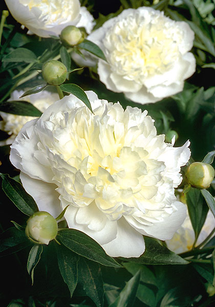 Duchesse de Nemours peony heirloom bulbs #2