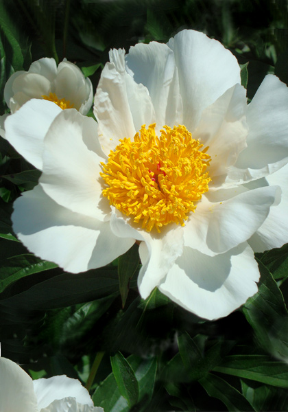 Krinkled White peony heirloom bulbs #1