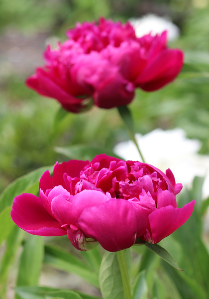 Rachel peony heirloom bulbs #2