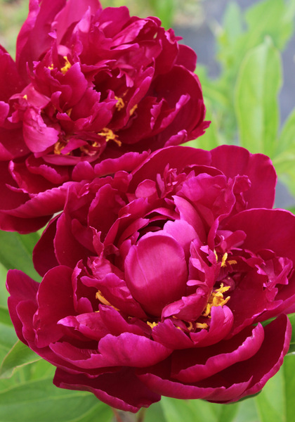 Rachel peony heirloom bulbs #1