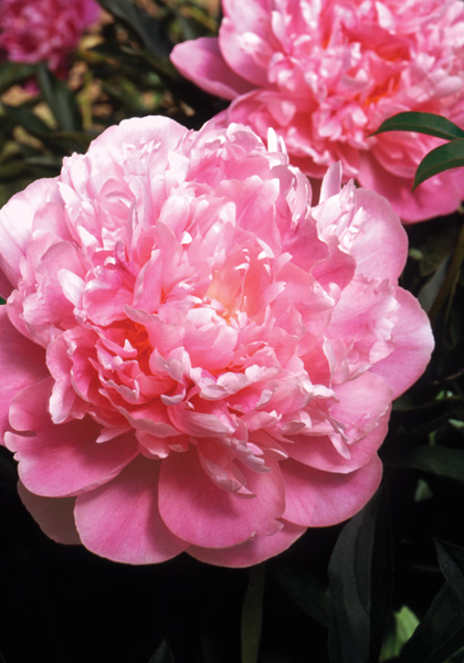 Souvenir de Louis Bigot peony heirloom bulbs #1